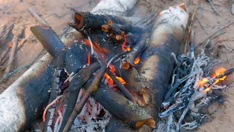 Burning bonfire in forest camping and burning birch in fire, closeup view. Stock Footage 136419152