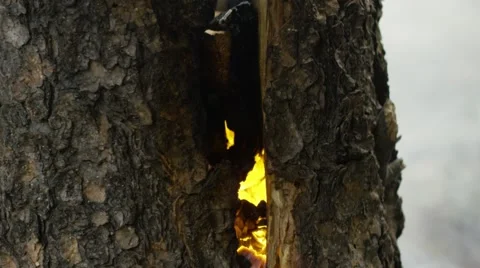 Burning bonfire in forest Stock Footage 68493898