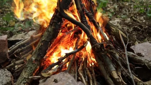 Burning bonfire in the forest Stock Footage 85165868