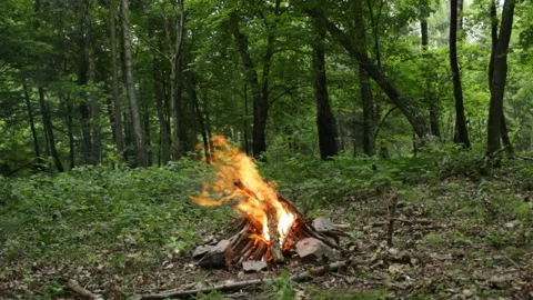 Burning bonfire in the forest Stock Footage 86424524