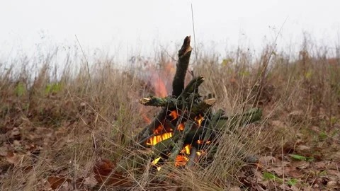 Burning bonfire in the forest in nature. Stock Footage 154697363
