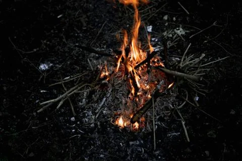 Burning bonfire from tree branches Stock Photos