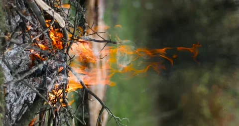 Burning bonfire in the woods Stock Footage 142638962