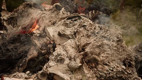 Burning books in a bonfire Stock Footage 80001417