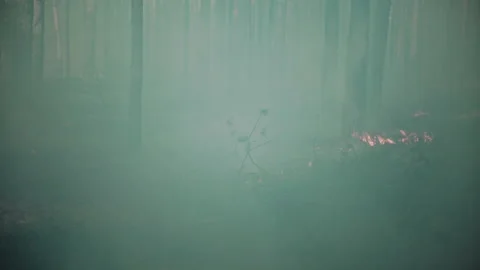 Burning boreal, pine forest in Europe. Stock-Footage 179622985