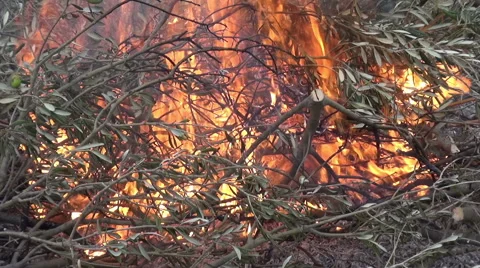 Burning Branches 2 動画素材 47999952