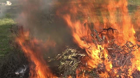 Burning Branches 3 Stock Footage 48269543