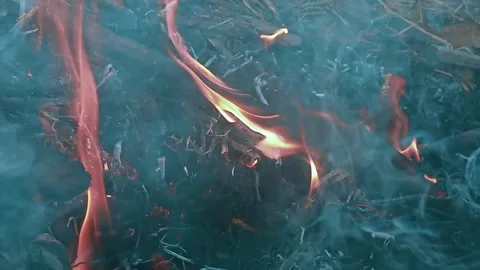 Burning branches with the blue smoke of the fire. Stock Footage 243208719