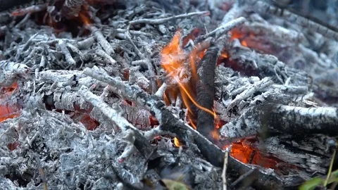 Burning branches, coal branches Stock Footage 79577821