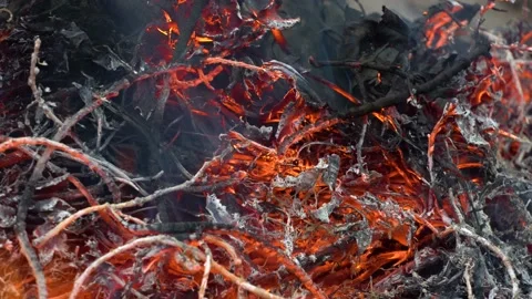 Burning branches,forest,grass.Slow motion video of fire and flames.A fire Stock Footage 196108249