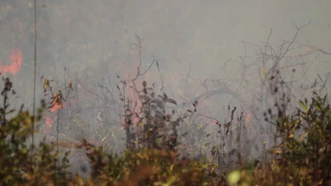 Burning Brush during Land Clearing with Fire, Indonesia Stock Footage 142775111