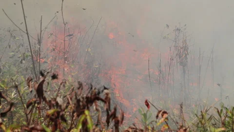 Burning Brush during Land Clearing, Indonesia Stock Footage 142775446