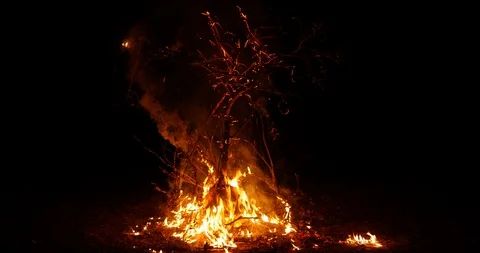 A burning bush Stock Footage 120895938