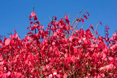 Burning bush Fotos de archivo