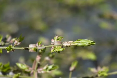 Burning Bush Stock Photos