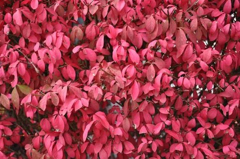 Burning Bush Foto stock