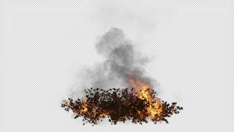 Burning bush tree on transparent background Stock Footage 296309696