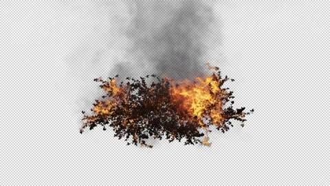 Burning bush tree on transparent background Stock Footage 296309830