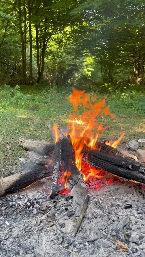 Burning Campfire with Glowing Embers in a Green Forest Stock Footage 345023165