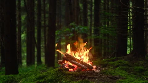 Burning campfire logs with rising sparks in majestic spruce forest at evening Stock Footage 333767089
