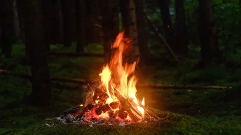 Burning campfire logs with rising sparks in spruce forest at summer evening Stock Footage 333767125