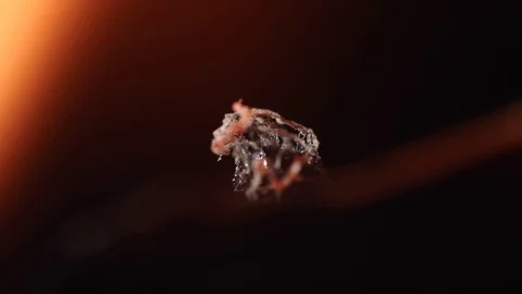 Burning candle close up Stock Footage 85944029