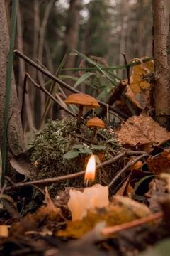 Burning candle, a symbol of the moon, toadstools on green moss on a dark natu Stock Photos
