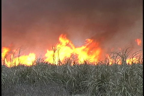 Burning cane field high flames Louisiana 스톡 동영상 763295