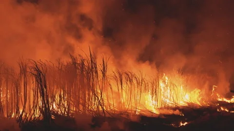 Burning cane field in Thailand.SUGARCANE FIRE for process to raw Sugar. Video stock 157039481