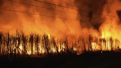 Burning cane field in Thailand.SUGARCANE FIRE for process to raw Sugar. Видео 157039502