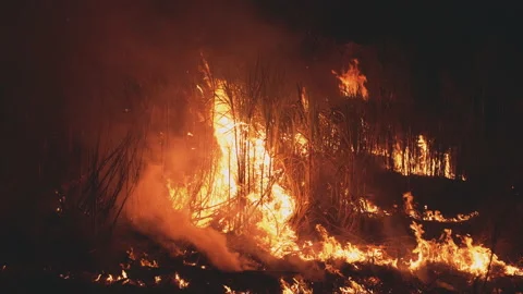 Burning cane field in Thailand.SUGARCANE FIRE for process to raw Sugar. Video stock 157039558
