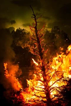 Burning Christmas Tree Stock Photos