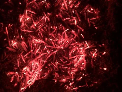 Burning coal tree branches. Ignite the fire. Stock Photos