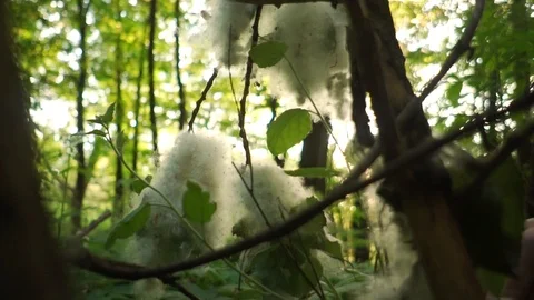 Burning Cottonwood fluff with lighter Stock Footage