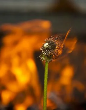 Burning dandelion on a background of fire Stock Photos