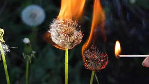 Burning dandelion flower in spring. Burning plant in the meadow during the ev Foto stock