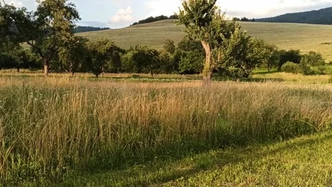 Burning dried grass Stock Footage 149431037