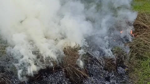 Burning dried grass Stock Footage 149989290