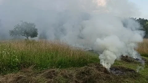 Burning dried grass Stock-Footage 149989555