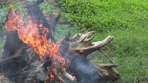 Burning dried stump in open space. Video stock 166957577