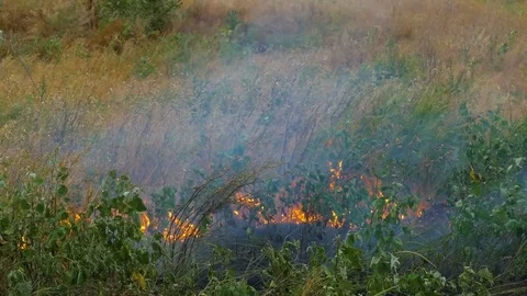 Burning drought grass on the field Stock Footage 82804032