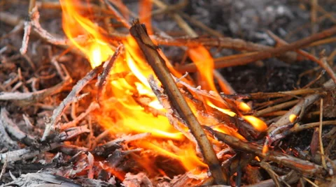 Burning dry branches Stock Footage 49942157