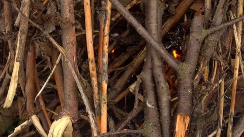 Burning dry branches. Slow shooting of fire Stock Footage 73889977