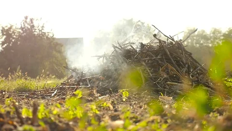 The burning of dry corn in the field Stock Footage 75276865