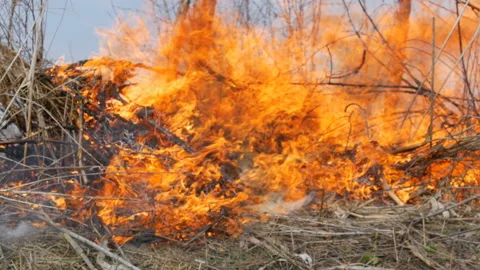Burning dry grass and branches close up view. Dangerous wild fire in the nature Stock Footage 105876271