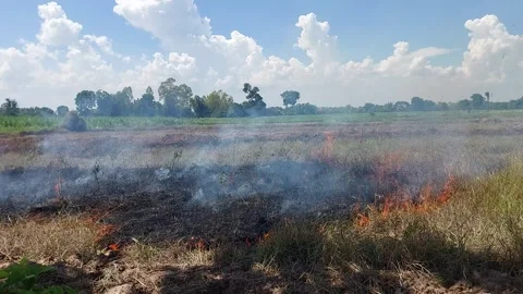 Burning Dry Grass and Rice Straw in Agricultural Field for Rice Cultivation Video stock 335847987