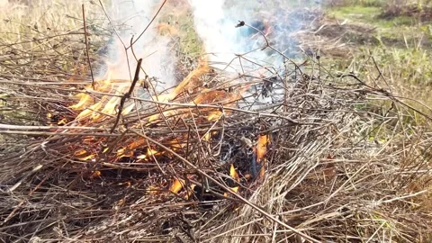Burning dry grass and straw Stock Footage 258915444