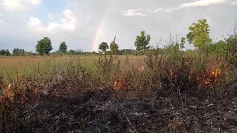 Burning dry grass and stubble in a rice field with a natural rainbow Video stock 335709335