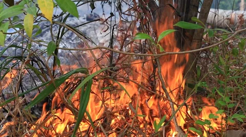 Burning dry grass and trees, a fire in the forest Stock Footage 37810416