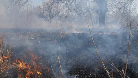 Burning dry grass and trees Stock Footage 127893949